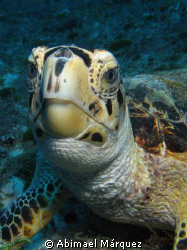 Turtle, Playa del Carmen by Abimael Márquez 